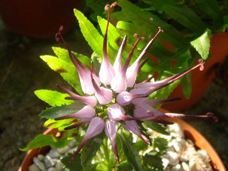 Physoplexis comosa photo